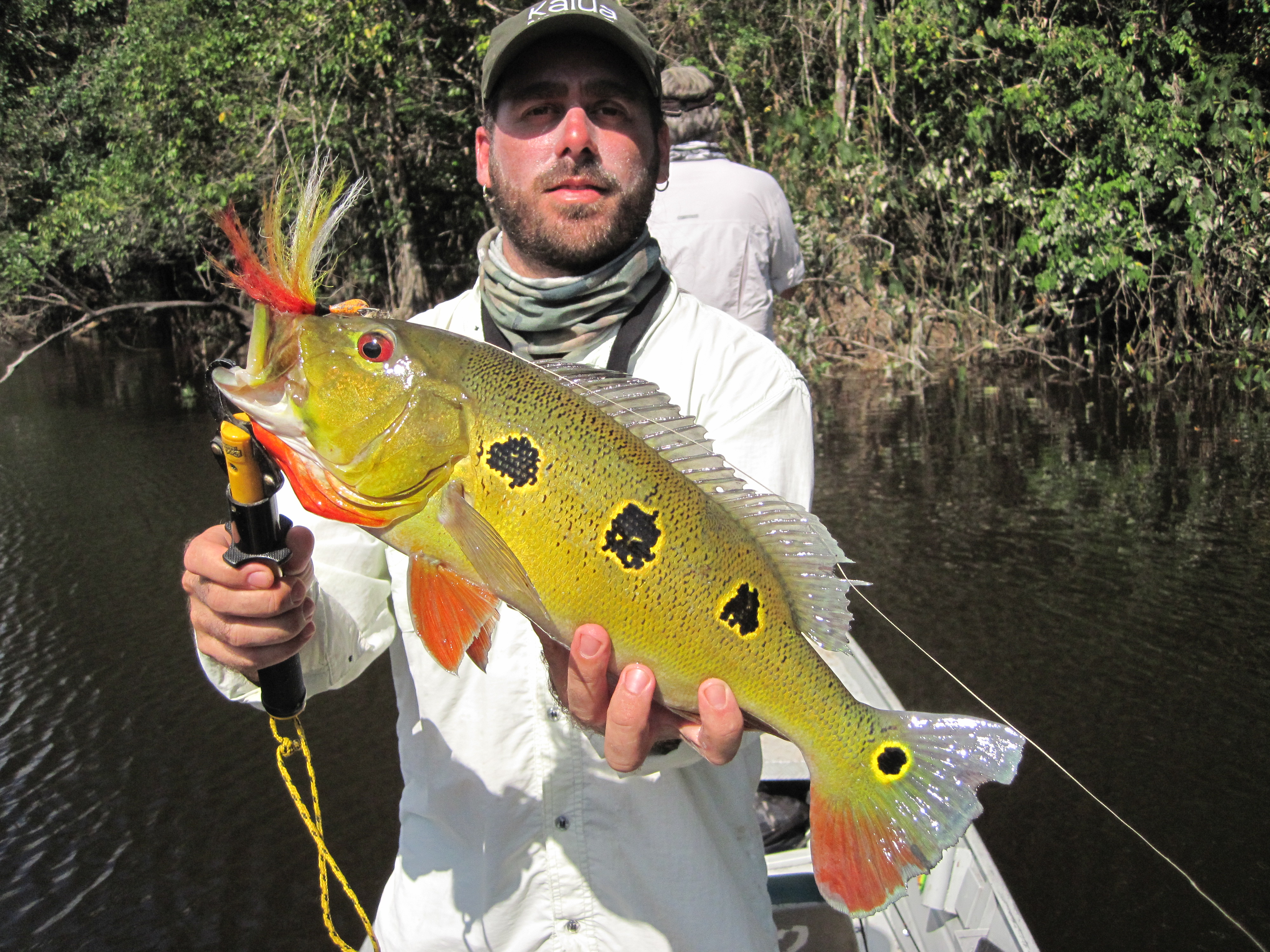 Peacock bass