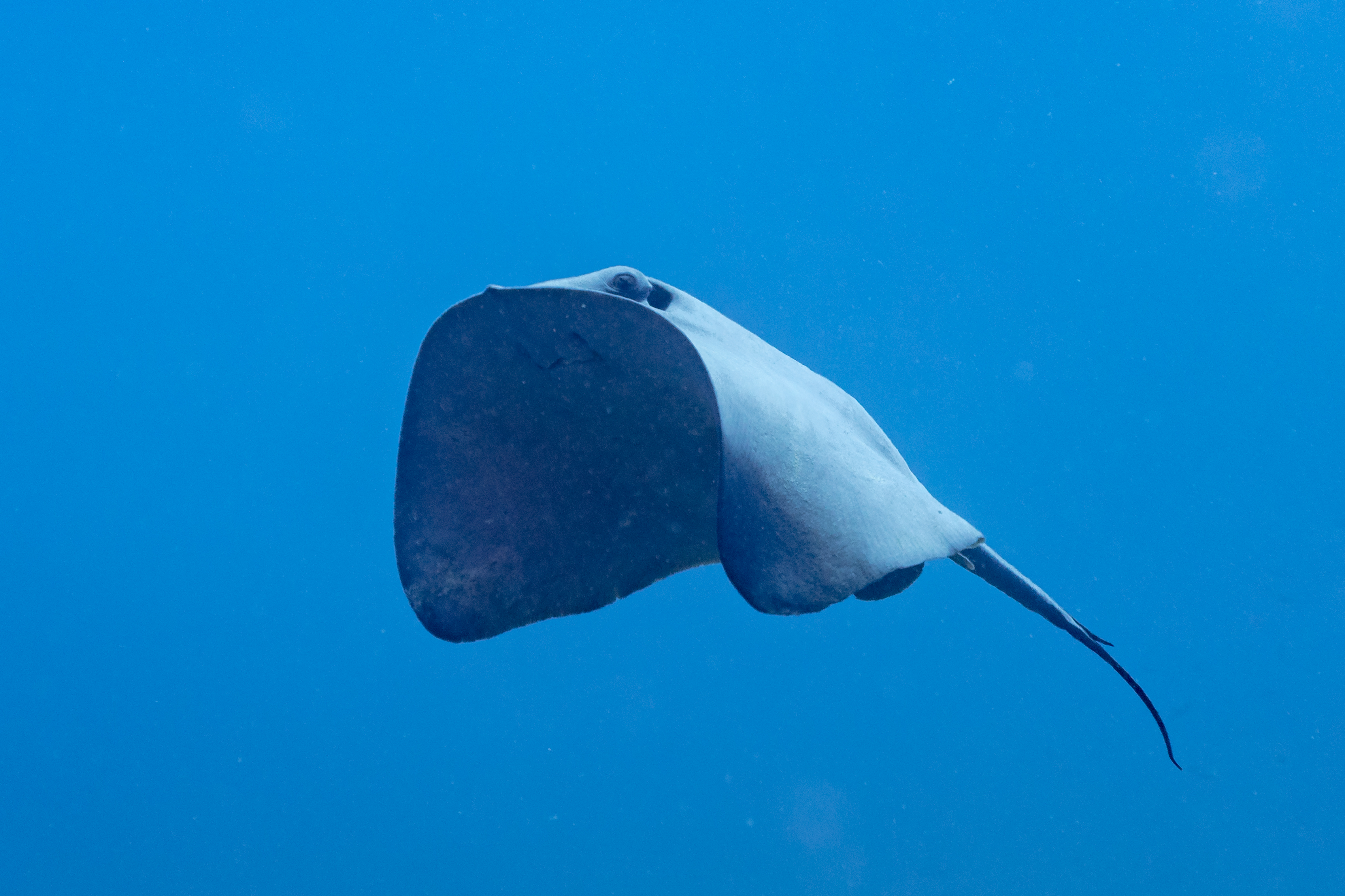 Stingrays