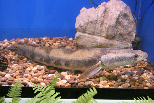 Great snakehead/Cobra Fish