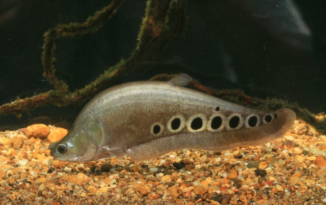 Clown Knifefish