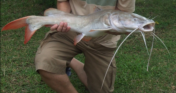 Asian Redtail Catfish