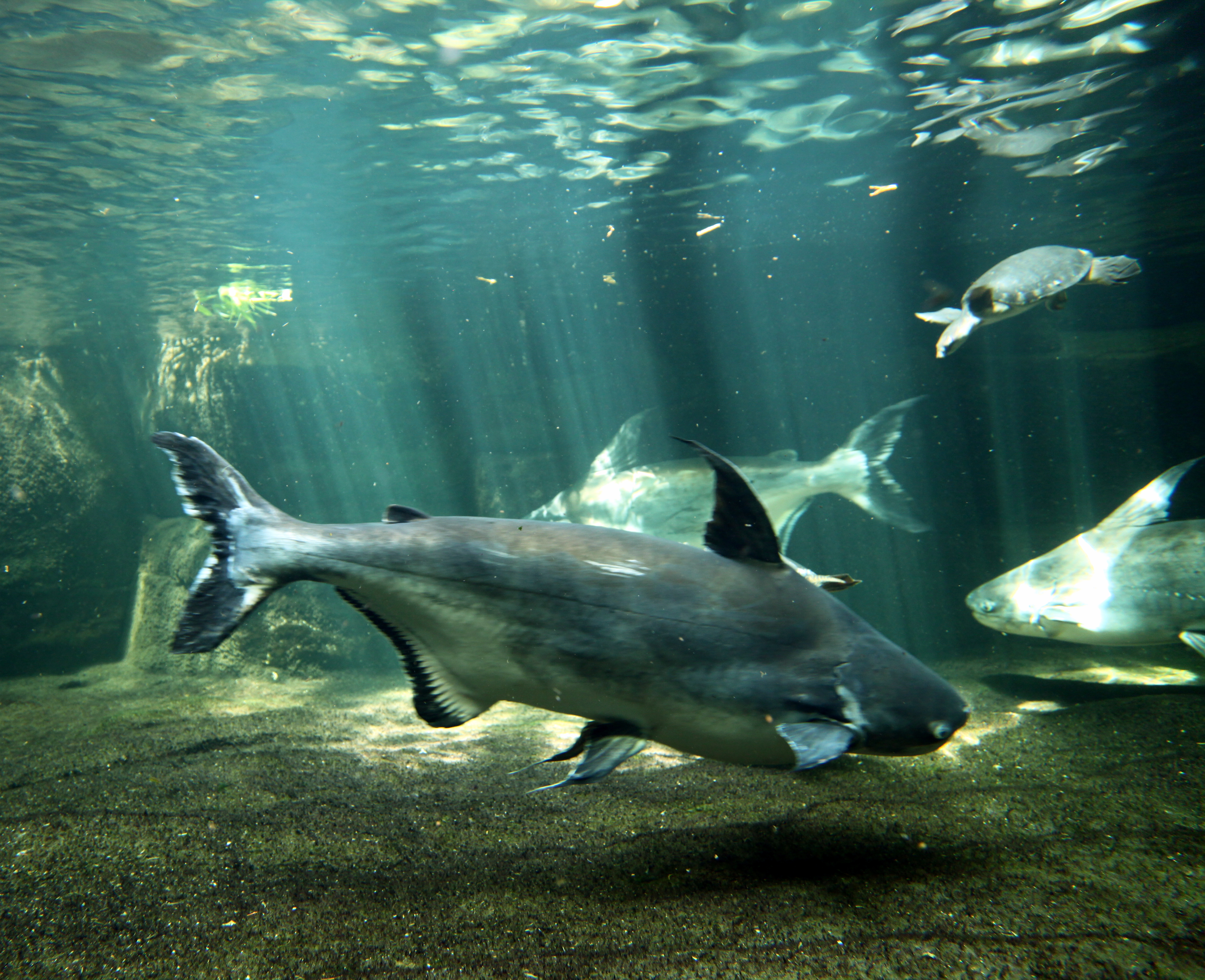 Chao Phraya Giant Catfish